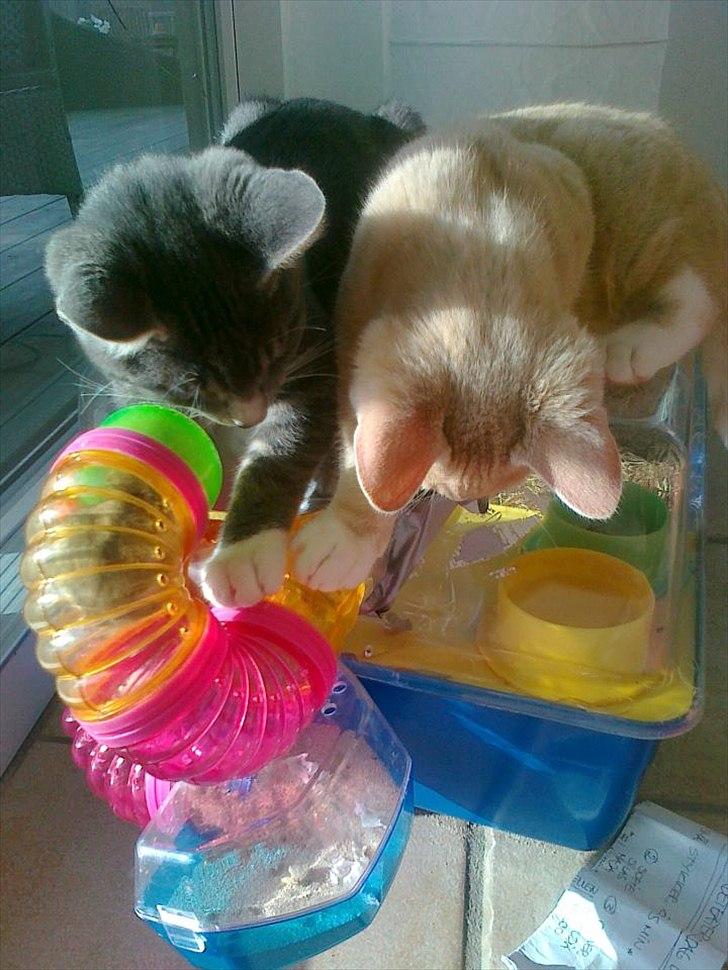 Huskat Peanut - Peanut og hans lillebror -- og gnaver, der tager fusen på dem begge ;) billede 12