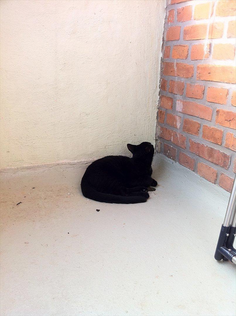 Huskat Buzz - 16. september 2011
Ælsker bare at putte på altanen  billede 12