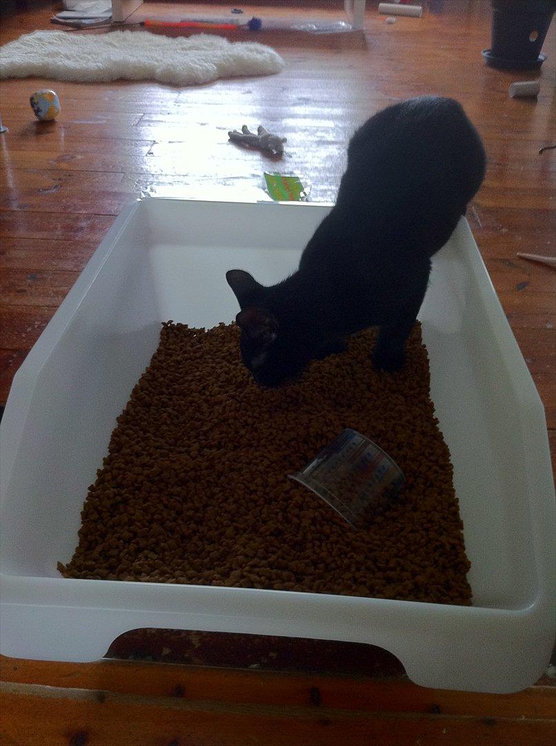 Huskat Buzz - 10. september 2011
WAUW, for en kæmpe madskål ! Mums billede 11