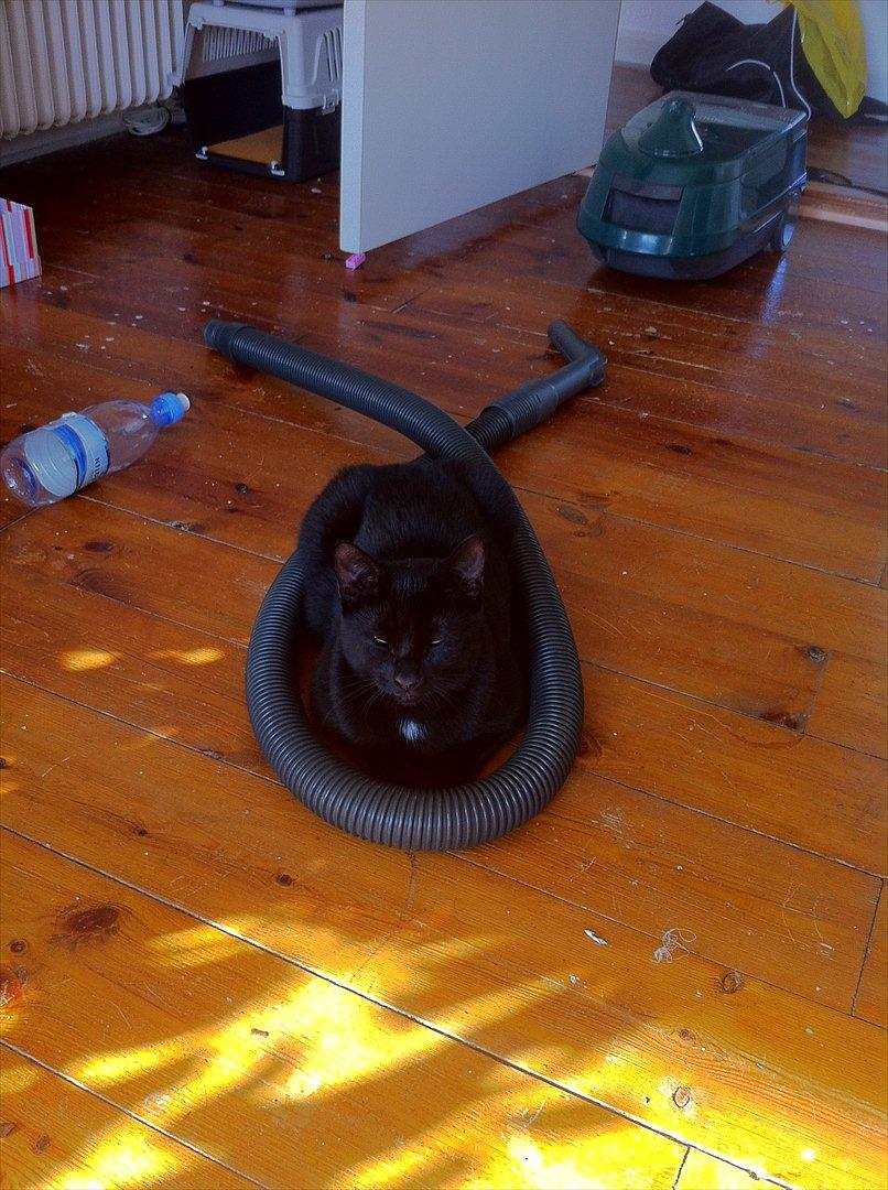 Huskat Buzz - 22. oktober 2011
Øver mig lidt i det der med støvsugeren, den er nu sød nok når den er stille! billede 13