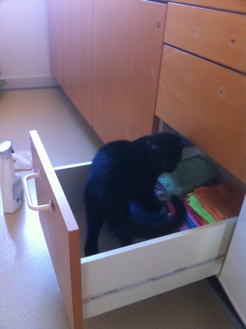 Huskat Buzz - 28. august 2011
Hjælper lige med renøgringen af køkkenet :) billede 10