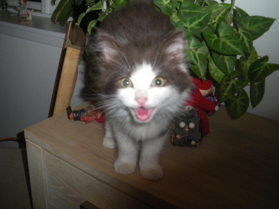 Blanding af racer Bailey billede 7