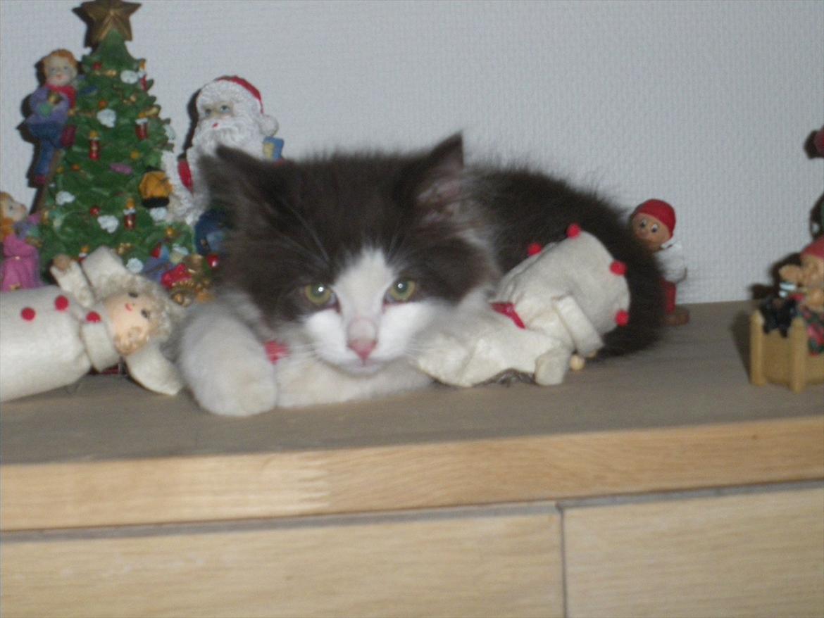 Blanding af racer Bailey billede 8