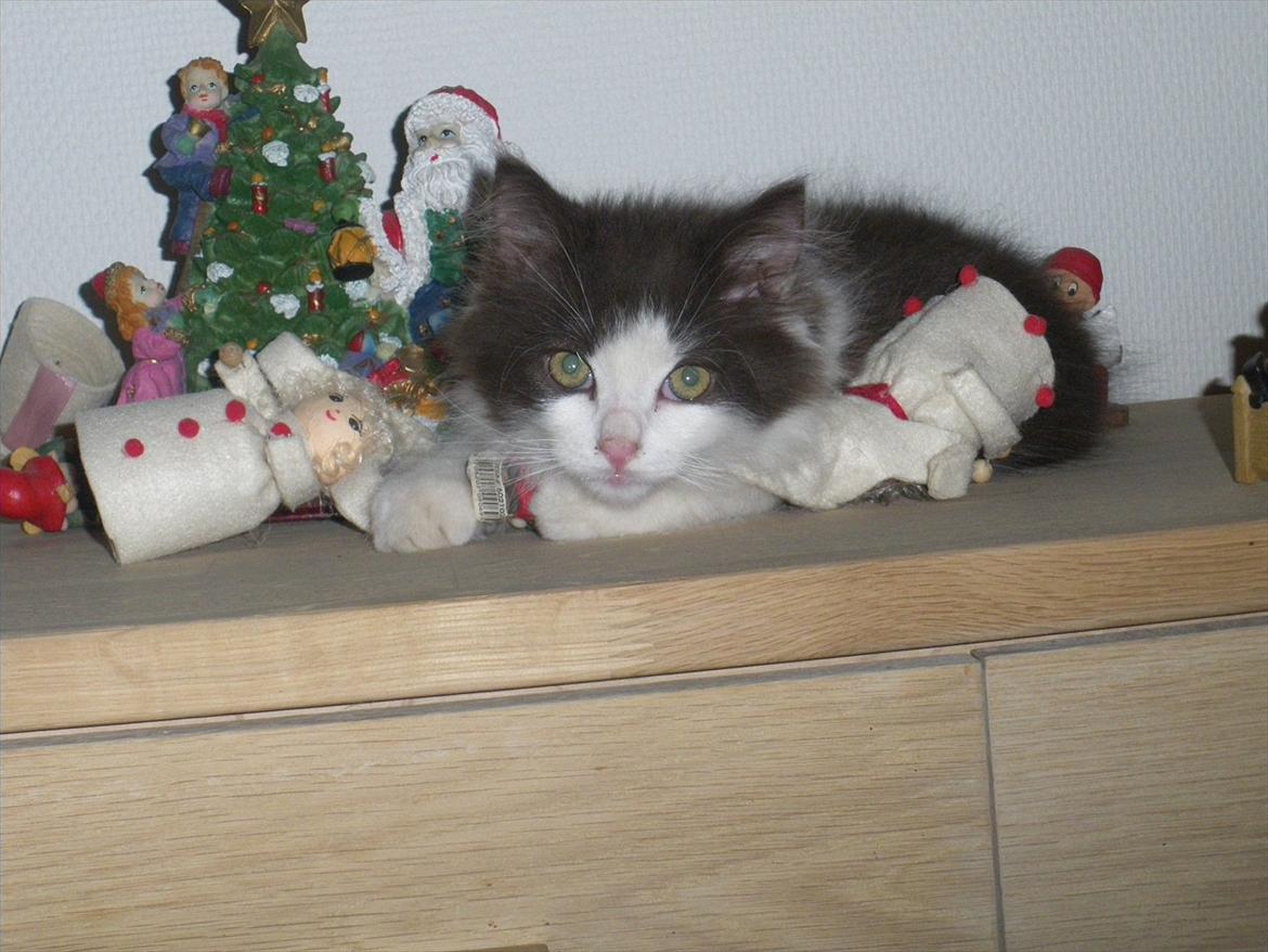 Blanding af racer Bailey billede 9