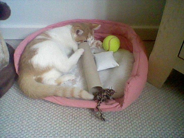 Huskat Molly *Død* billede 10