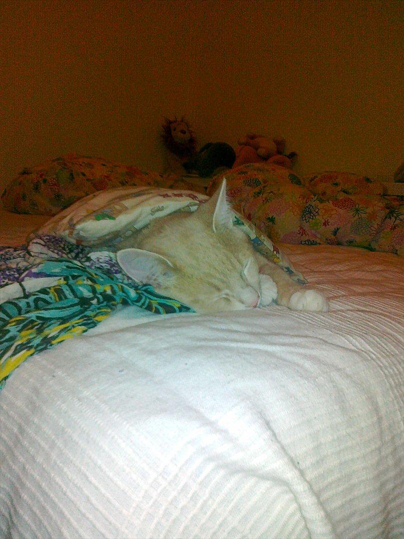 Huskat Peanut - Han lagde sin ind under en bamsedyne som min lillesøster havde glemt.. og faldt i søvn. billede 13