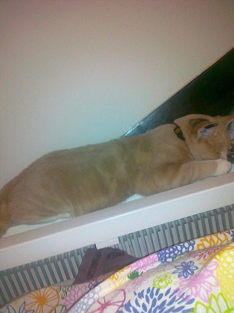 Huskat Peanut - Sådan ser en hankat ud efter at have mistet mandommen ^^ DEPRI. billede 15