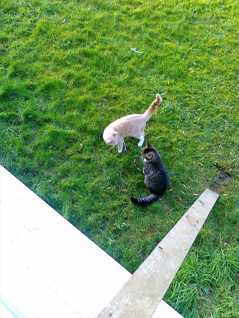 Huskat Peanut - Bare kom an! billede 18