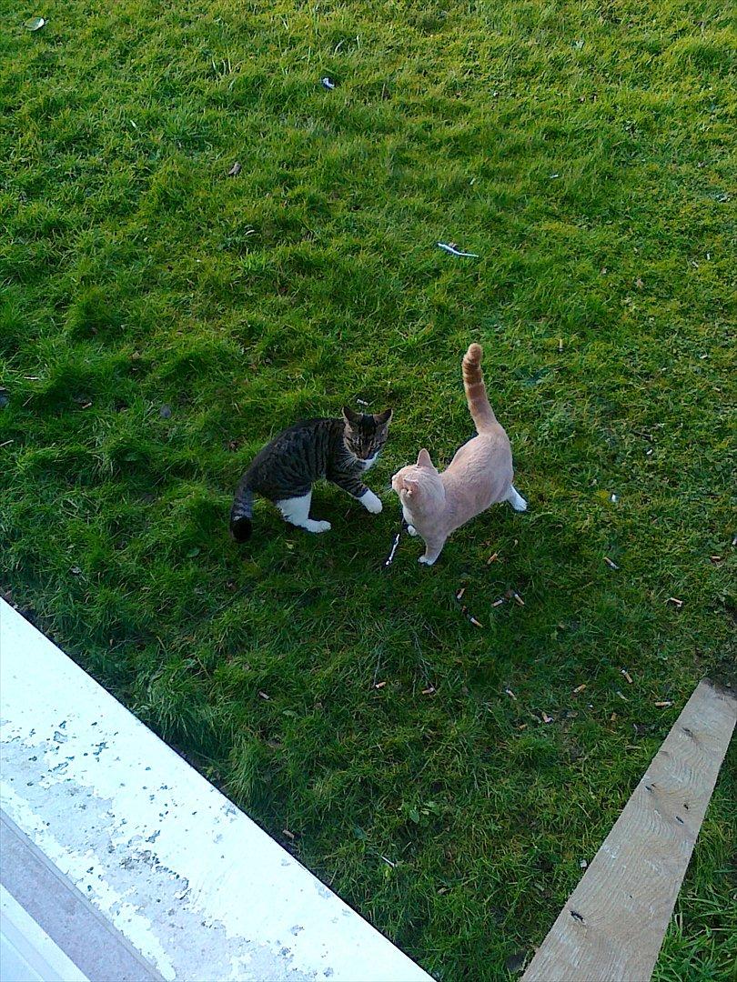 Huskat Peanut - Peanut og hans bedste ven leger. FYI det er ikke mig der smider skodder i naturen ;) billede 17