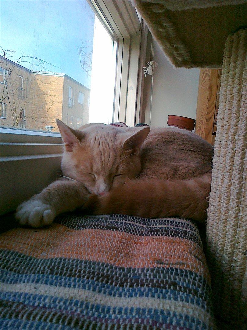 Huskat Peanut - Sovende på sit favoritsted. billede 16