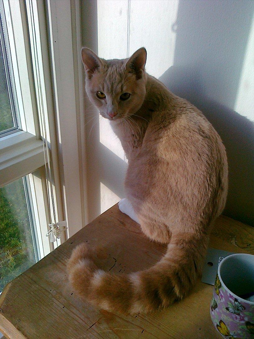 Huskat Peanut - Læg mærke til hans flotte, tykke hale. billede 1