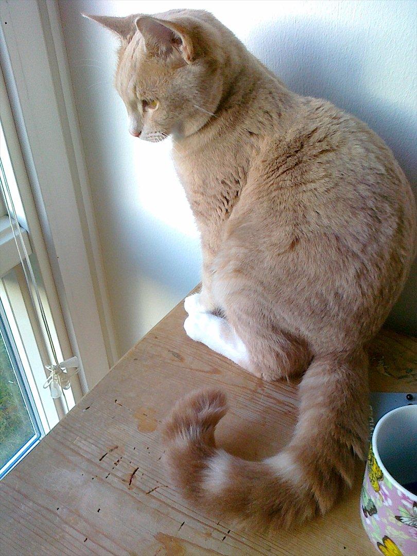 Huskat Peanut billede 2