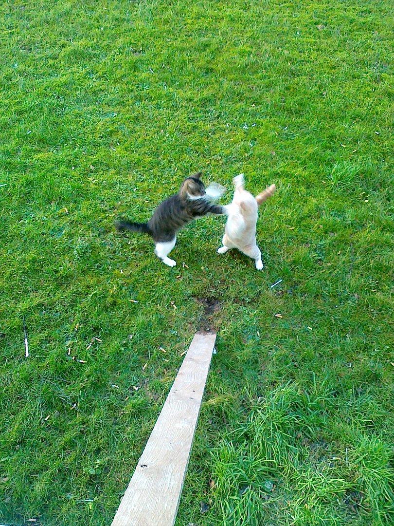 Huskat Peanut - Miauw! billede 19