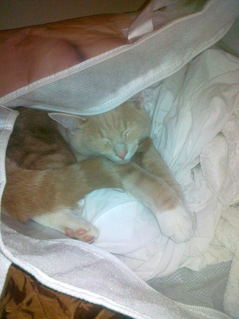 Huskat Peanut - Benytter enhver chance til at sove i mit vasketøj. billede 14