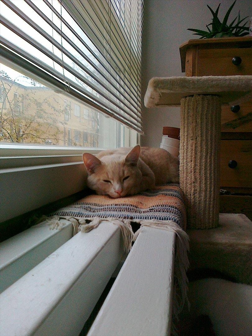 Huskat Peanut - Relaxed  billede 20