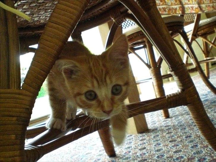 Huskat Zimba billede 1