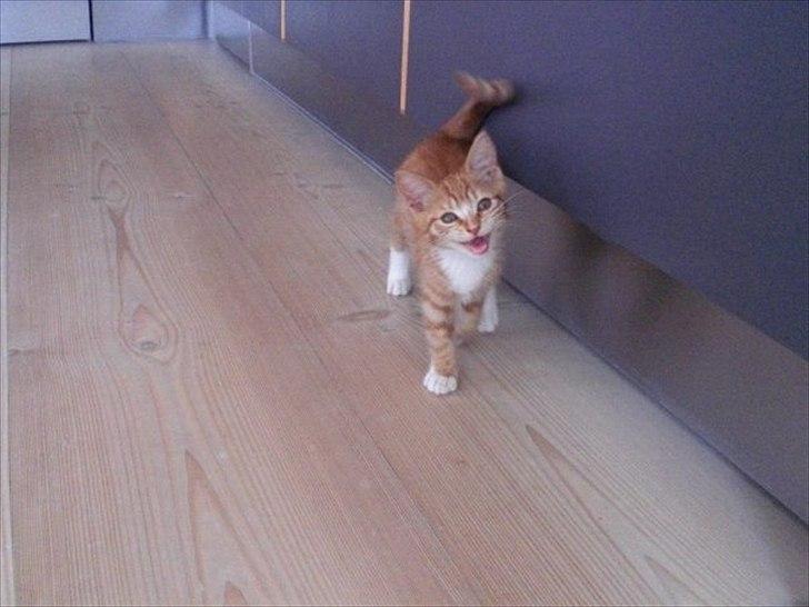 Huskat Zimba billede 2