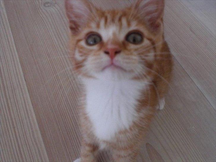 Huskat Zimba billede 3