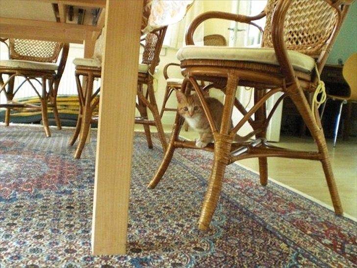 Huskat Zimba billede 4