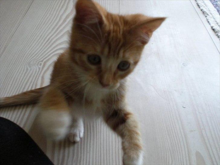 Huskat Zimba billede 5