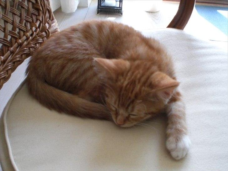 Huskat Zimba billede 6