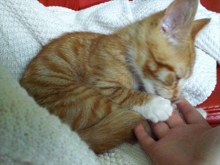 Huskat Zimba billede 7