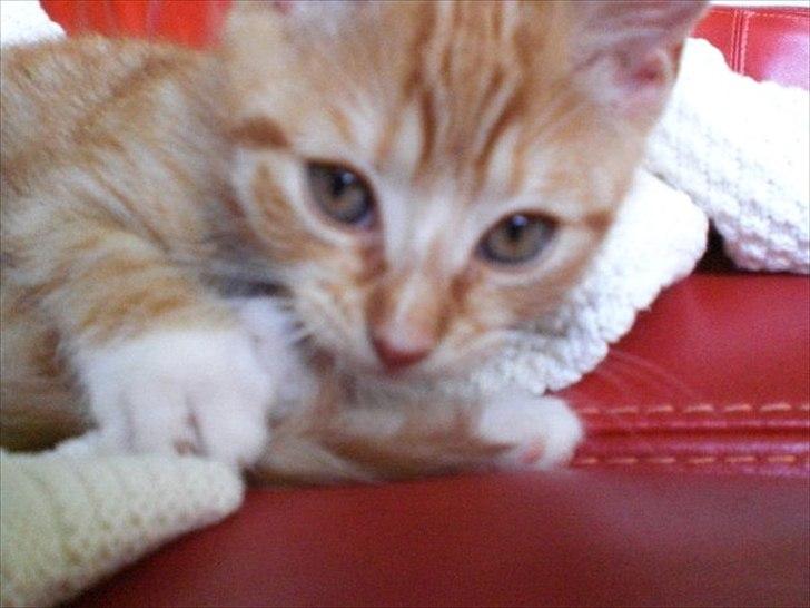 Huskat Zimba billede 8