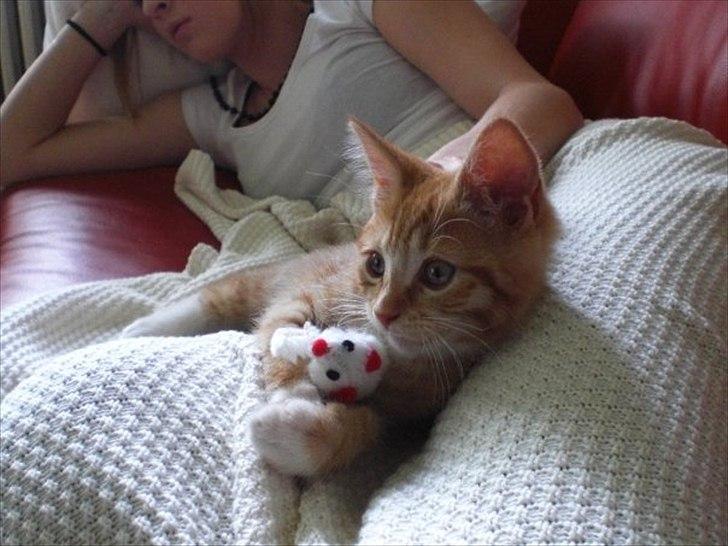 Huskat Zimba billede 9