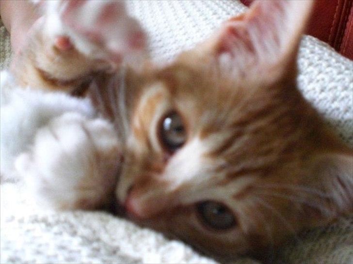 Huskat Zimba billede 10