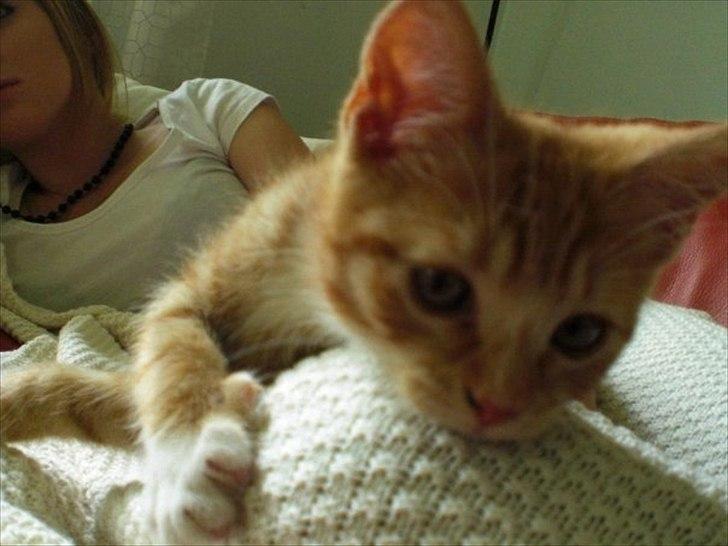 Huskat Zimba billede 11