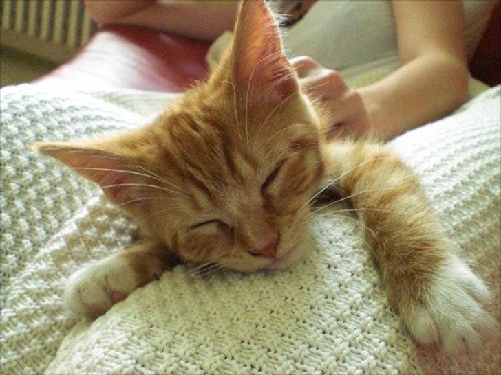 Huskat Zimba billede 12