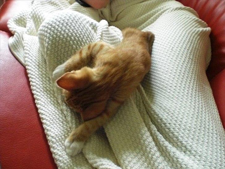 Huskat Zimba billede 13