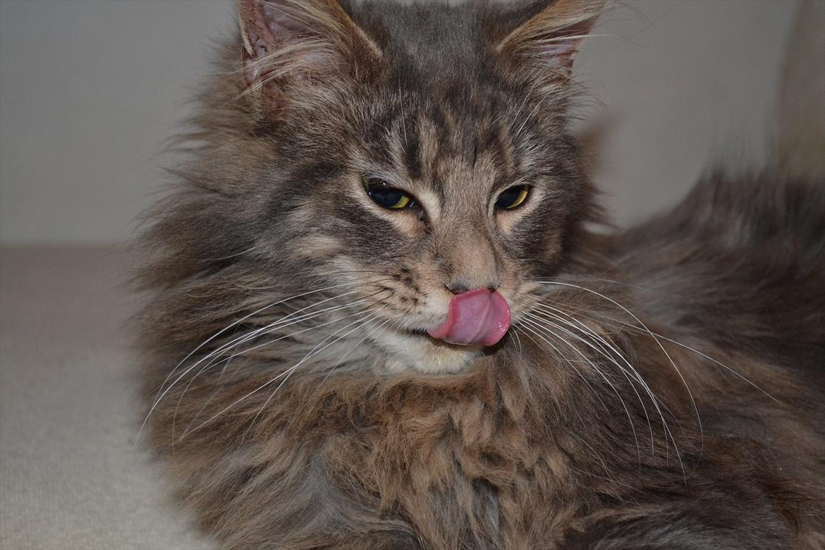 Maine Coon -.Silver.- billede 1