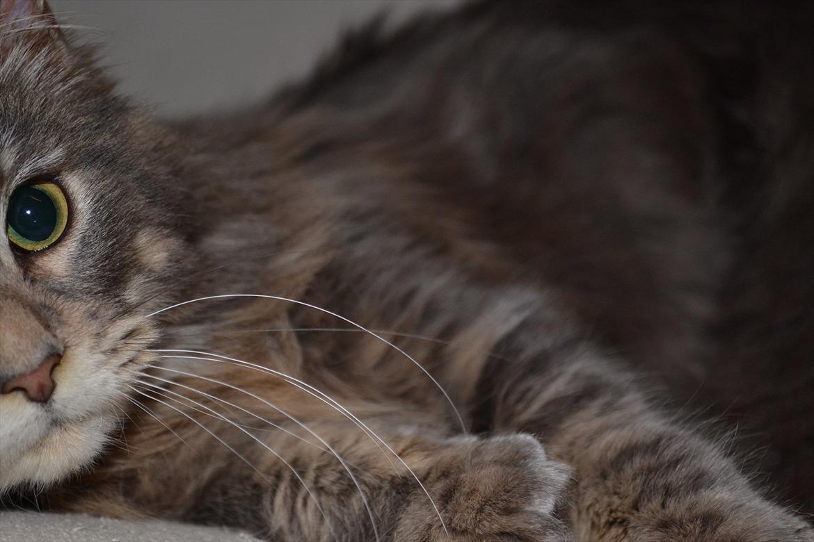 Maine Coon -.Silver.- billede 2