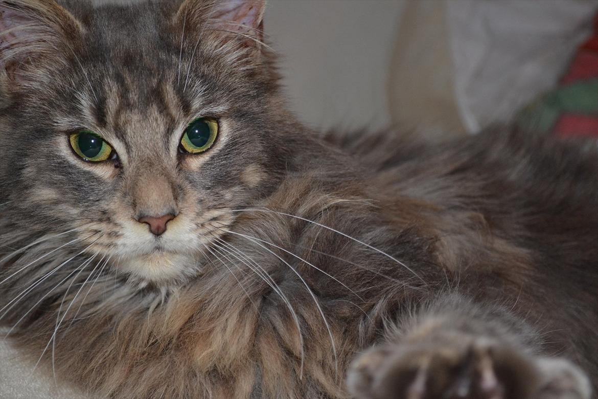 Maine Coon -.Silver.- billede 3
