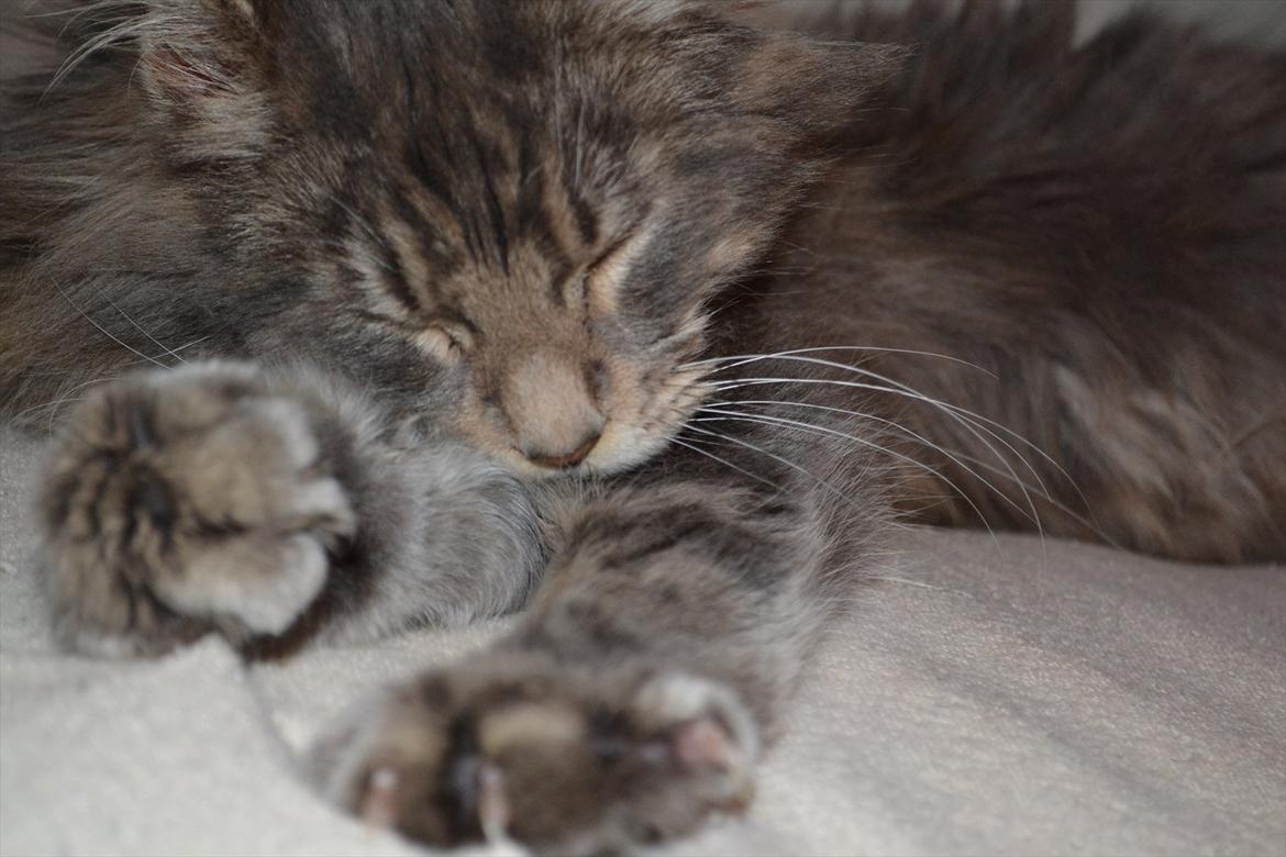 Maine Coon -.Silver.- billede 4