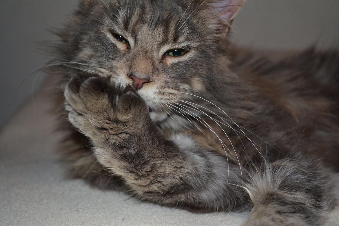 Maine Coon -.Silver.- billede 5