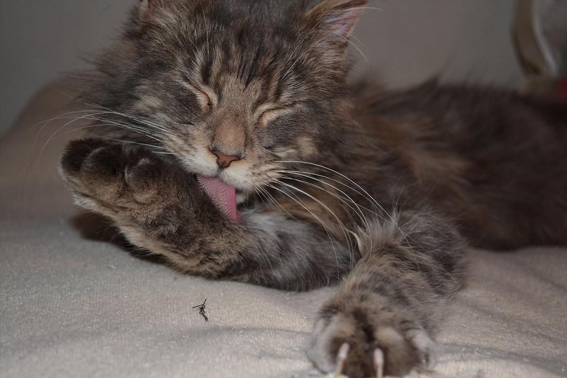 Maine Coon -.Silver.- billede 6