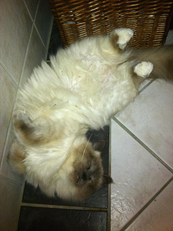 Hellig Birma DK Pumelles Armani - Jeg er for lækker til love ;) billede 20