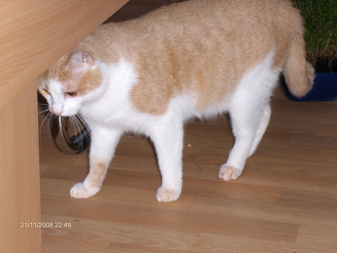 Huskat sara billede 1