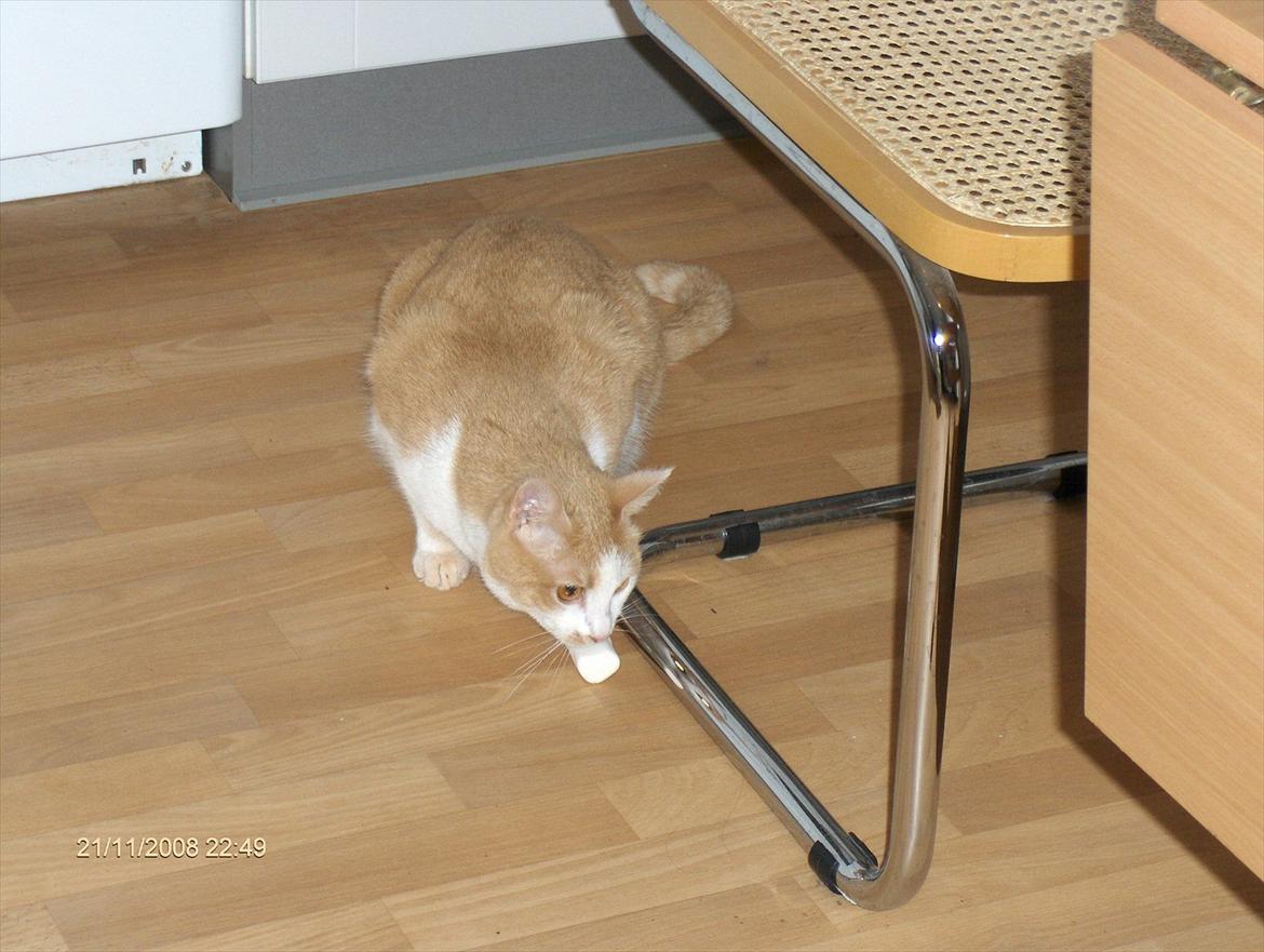 Huskat sara billede 2