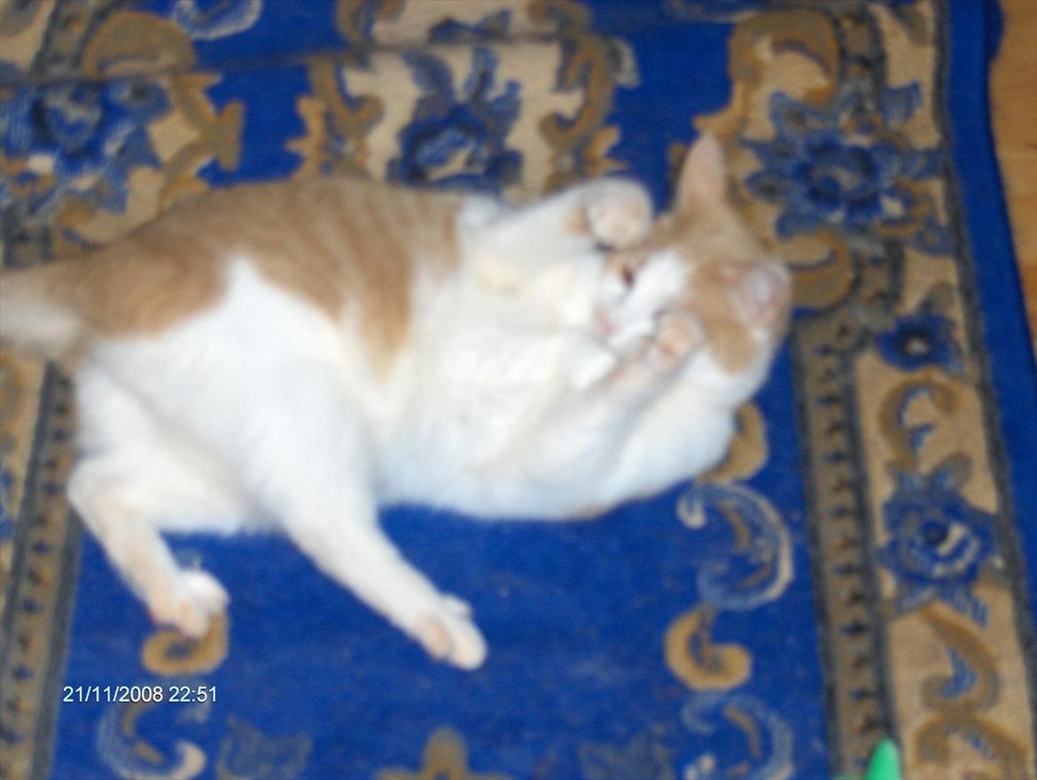 Huskat sara billede 3