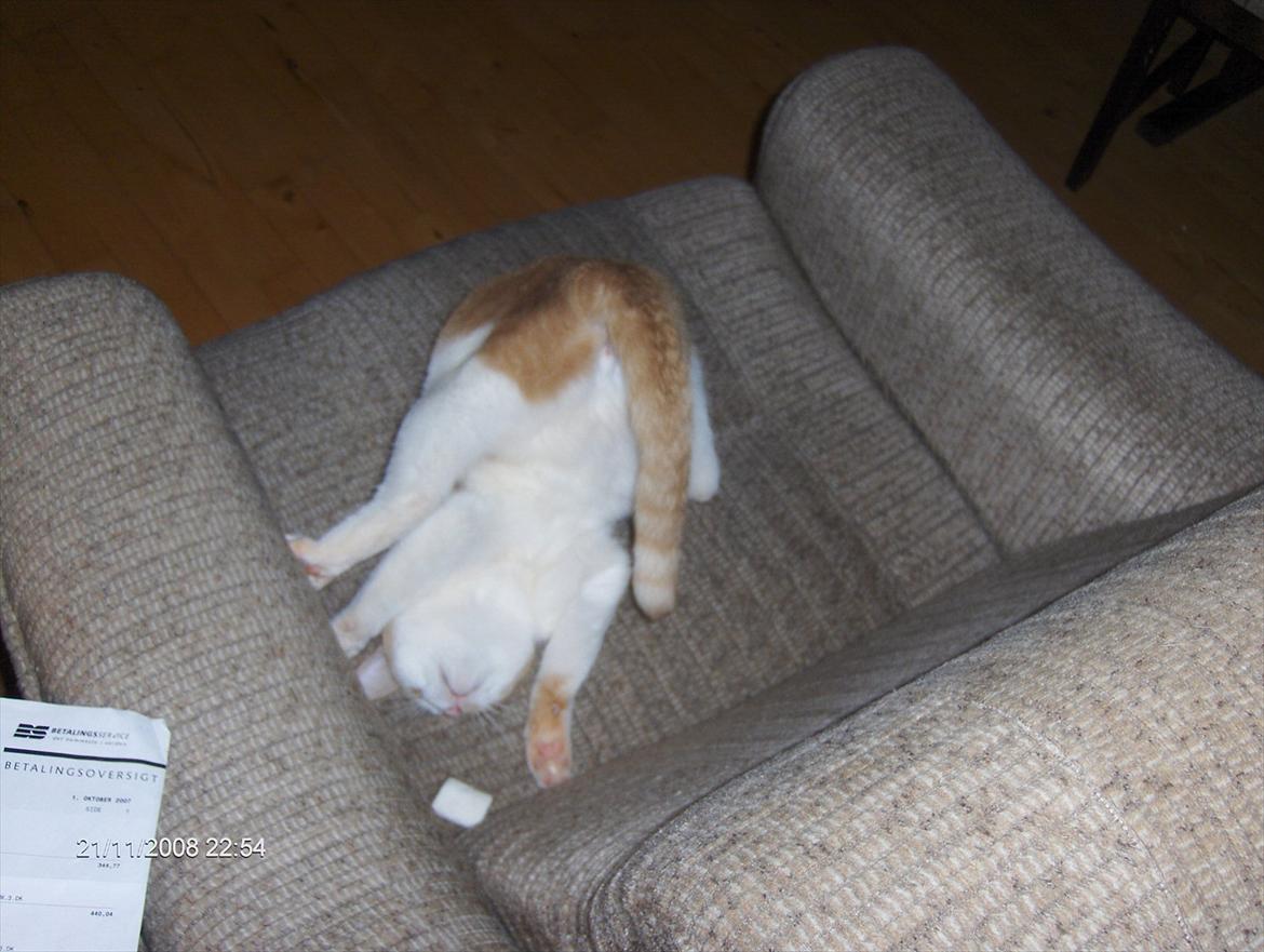 Huskat sara billede 4