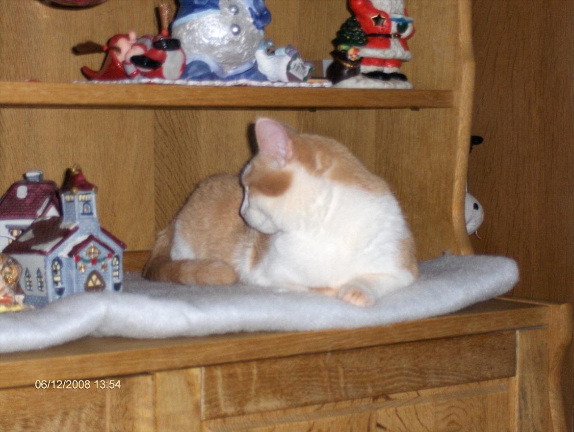 Huskat sara billede 5