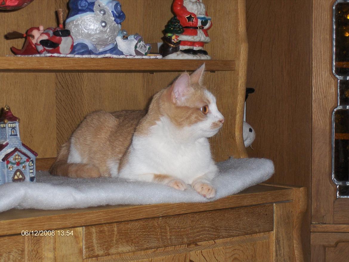 Huskat sara billede 6