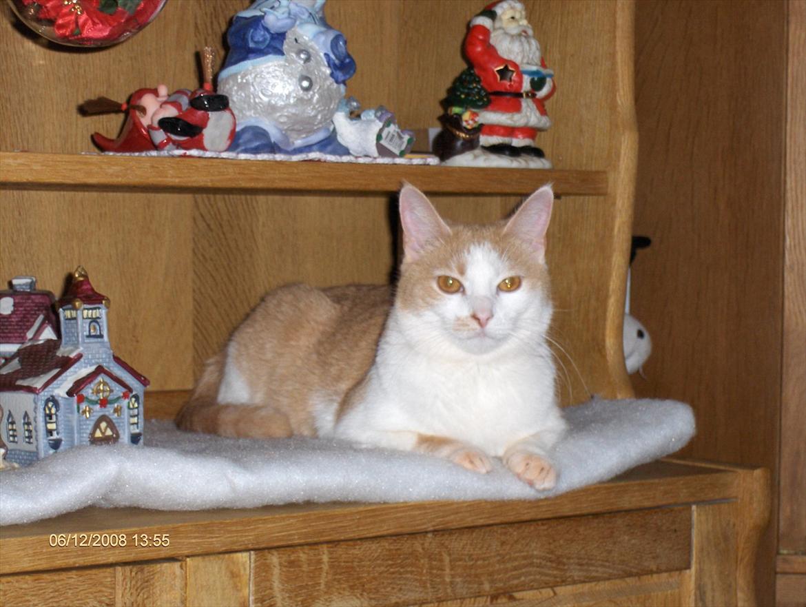 Huskat sara - hun elsker når julebyen er fremme at ligge på vattet når hun har skubbet bygningerne lidt væk;) billede 7