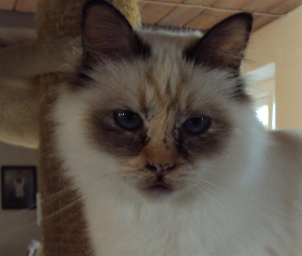 Hellig Birma (N) Miridania's Cedar billede 1