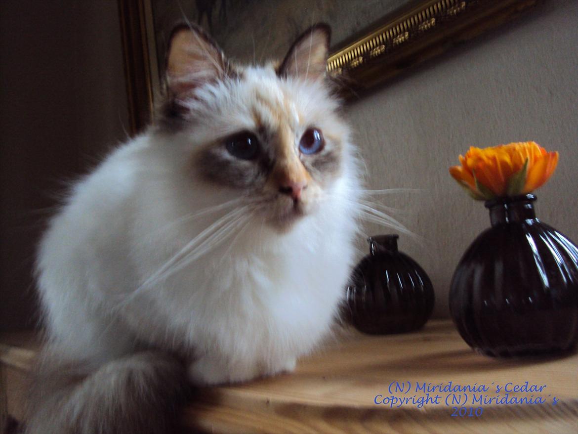 Hellig Birma (N) Miridania's Cedar billede 2