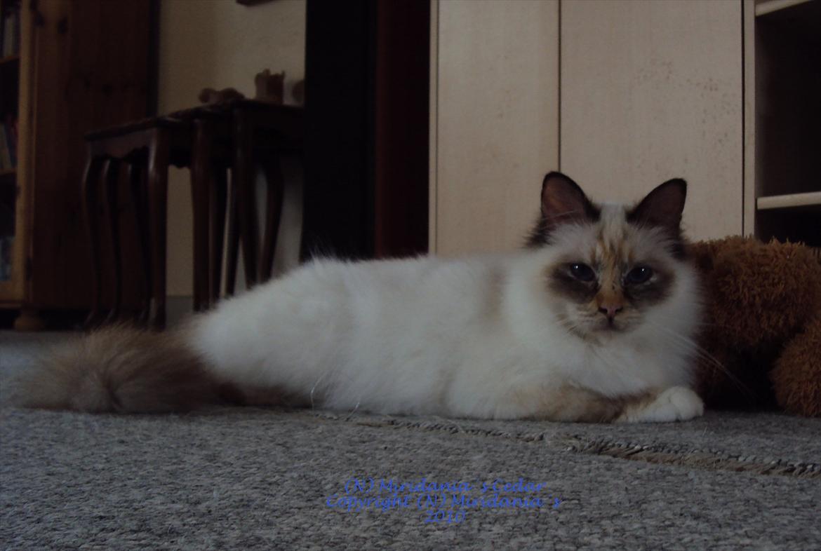 Hellig Birma (N) Miridania's Cedar billede 3