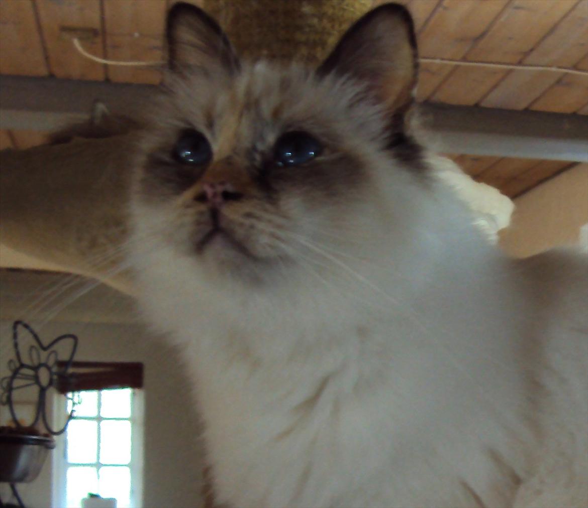 Hellig Birma (N) Miridania's Cedar billede 4